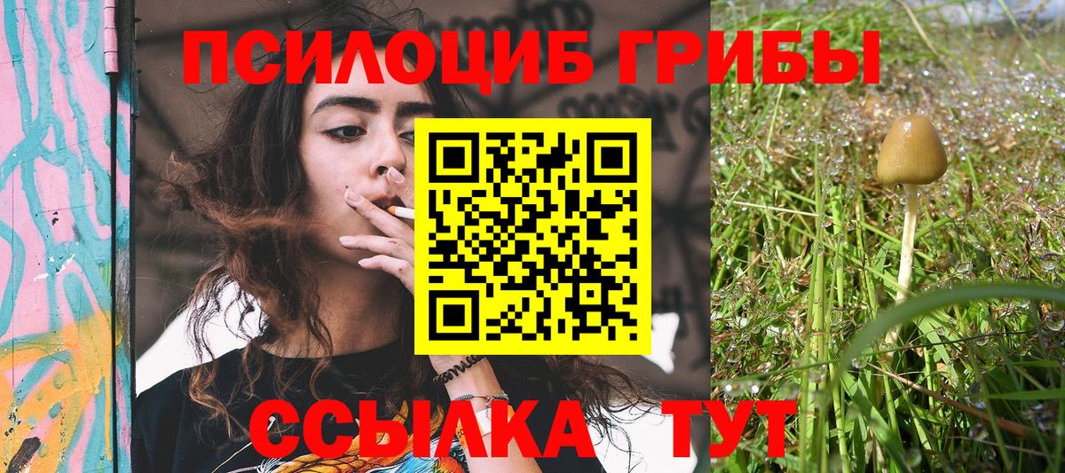 Псилоцибиновые грибы Psilocybe Ставрополь